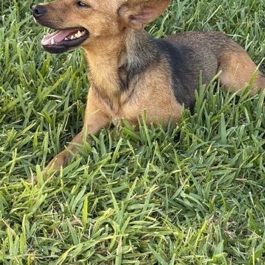 Cricket, a Adoptable mixed breed in Washington, DC image 5/6