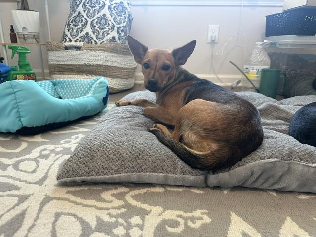 Cricket, a Adoptable mixed breed in Washington, DC image 3/6