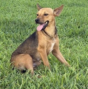 Cricket, a Adoptable mixed breed in Washington, DC image 1/6