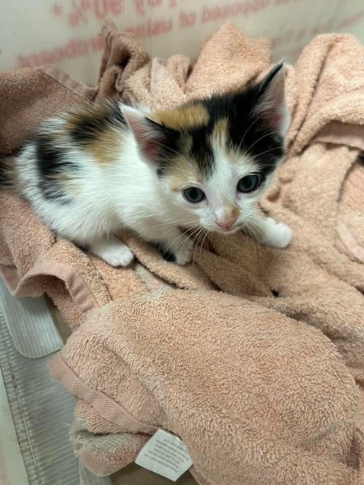 Cherry Pie, an adopted mixed breed in Santa Clara, CA image 5/5