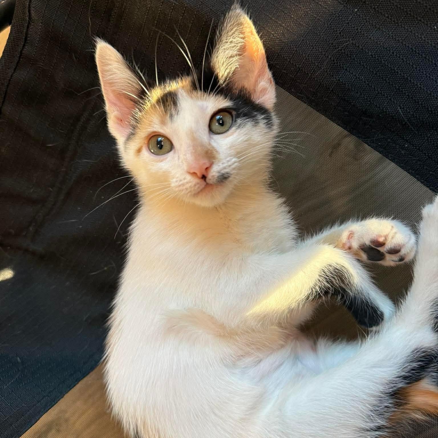 Cherry Pie, adopted, Kitten Female Domestic Short Hair & Calico.