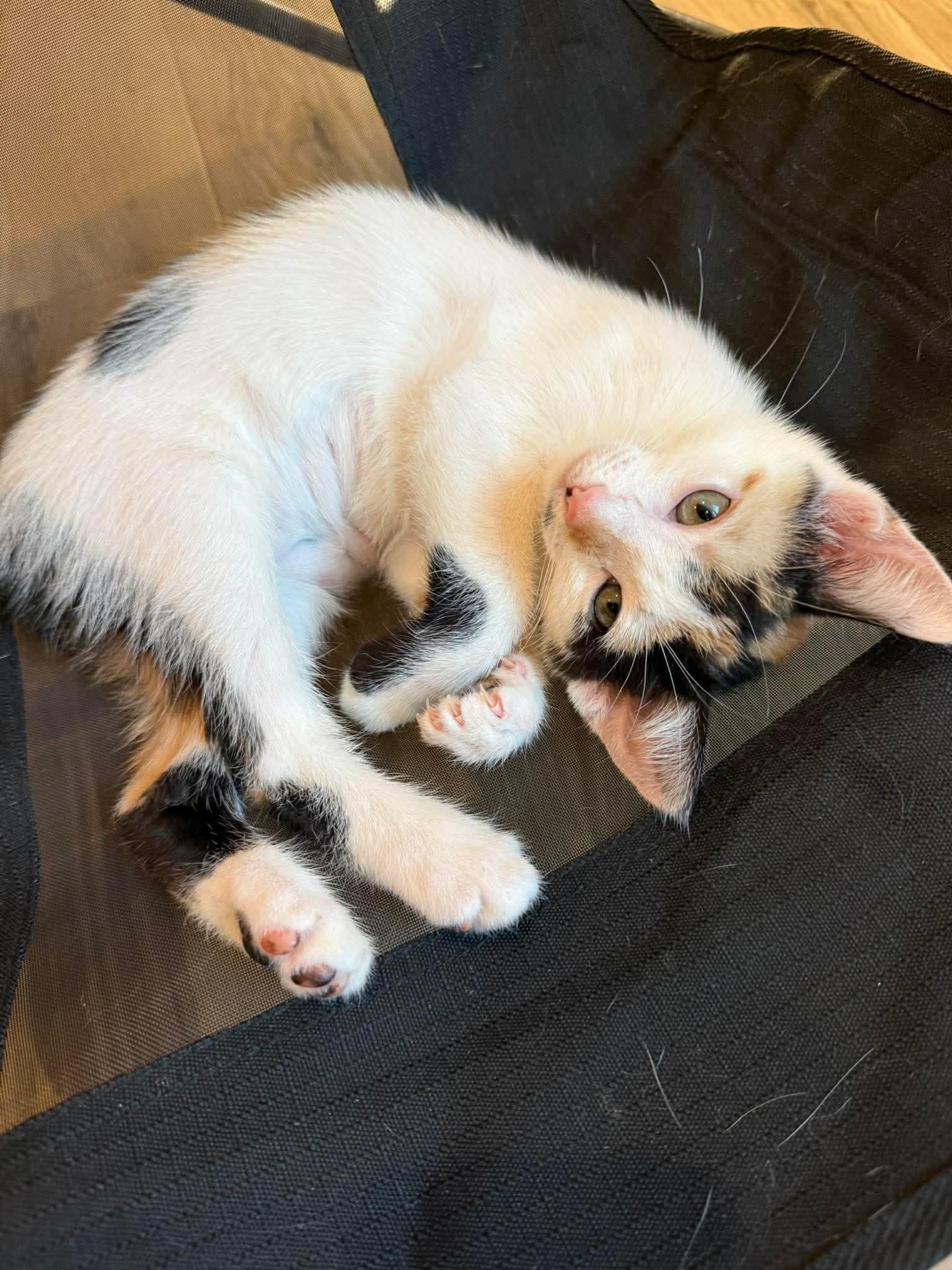 Cherry Pie, an adopted mixed breed in Santa Clara, CA image 3/5
