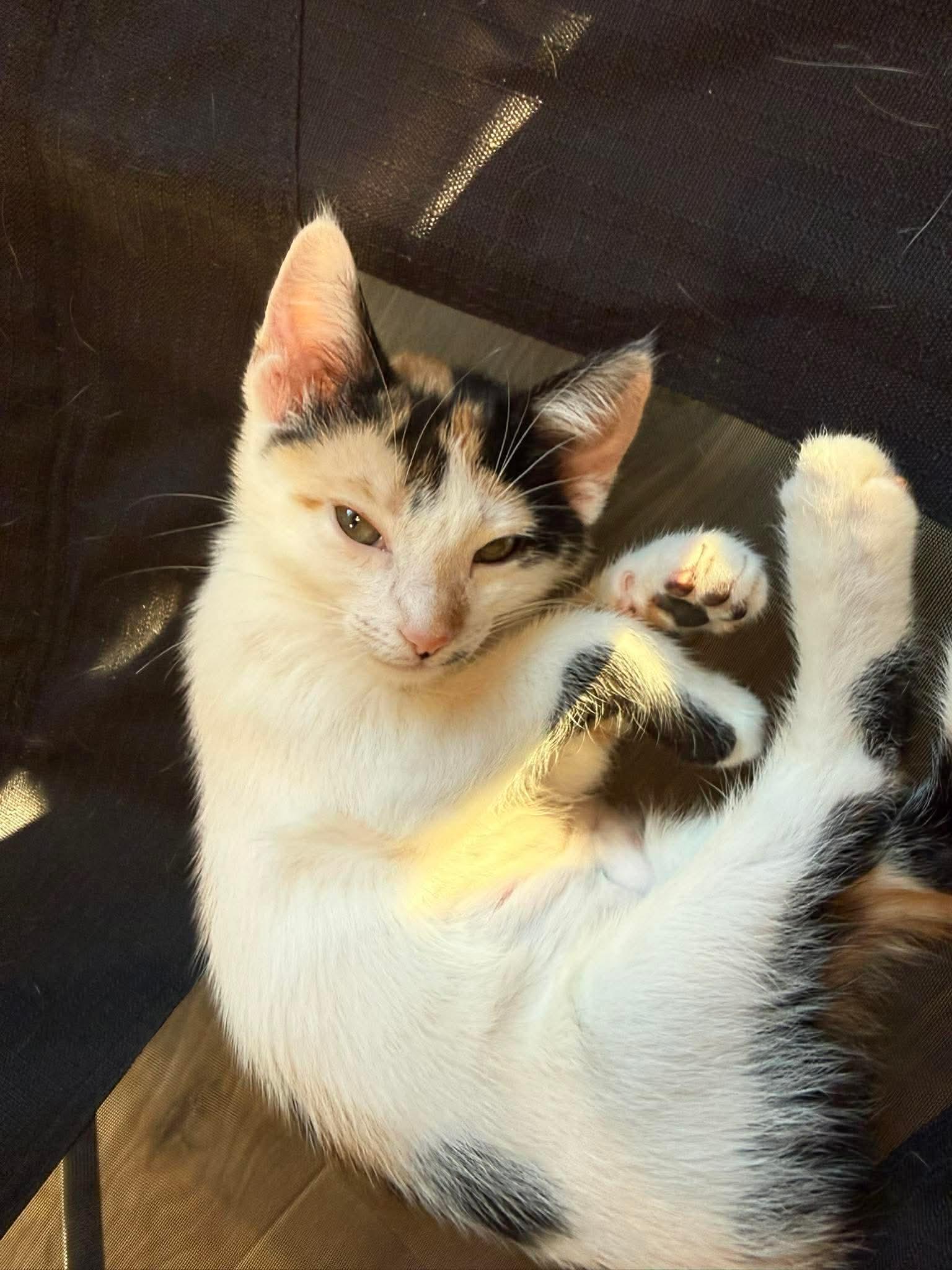 Cherry Pie, an adopted mixed breed in Santa Clara, CA image 2/5