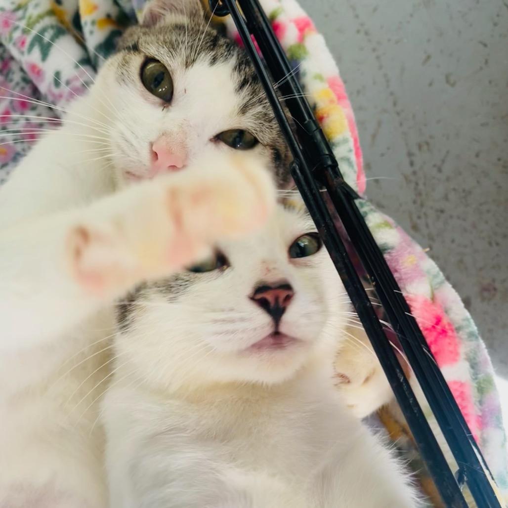 Enlarge Ernesto, a Adoptable Domestic Short Hair in Pahoa, HI image 1/5