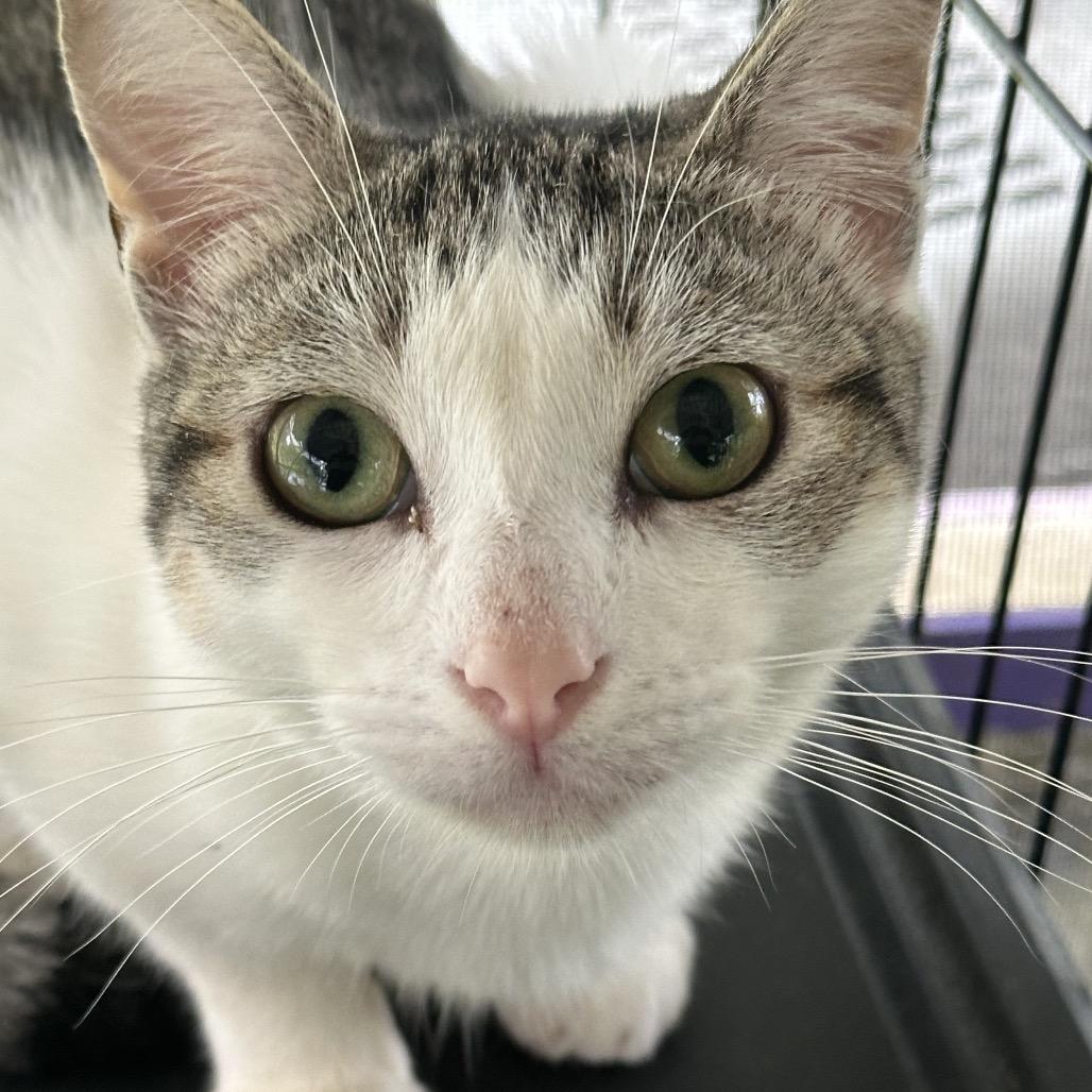 Ernesto, a Adoptable Domestic Short Hair in Pahoa, HI image 2/6