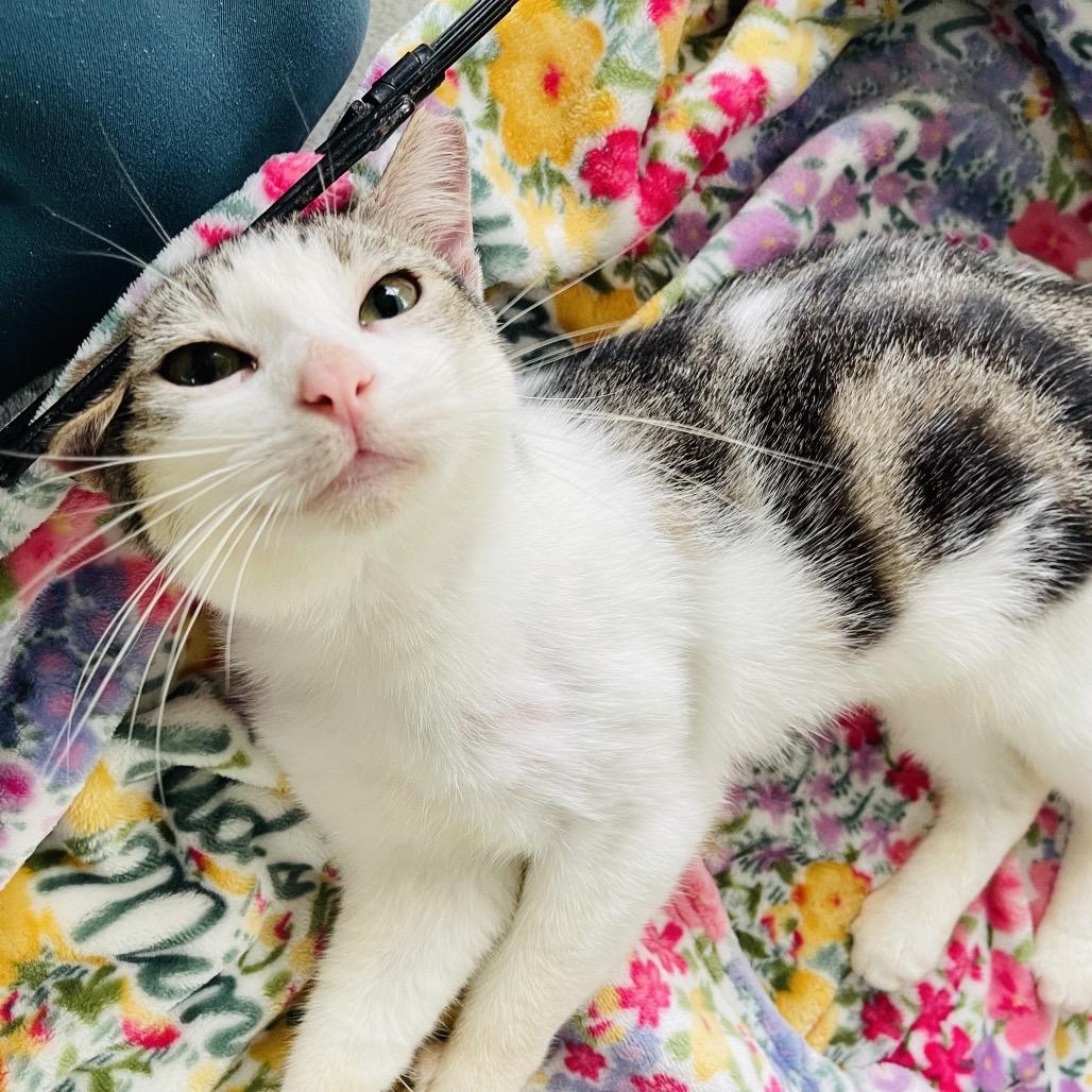 Enlarge Ernesto, a Adoptable Domestic Short Hair in Pahoa, HI image 2/5