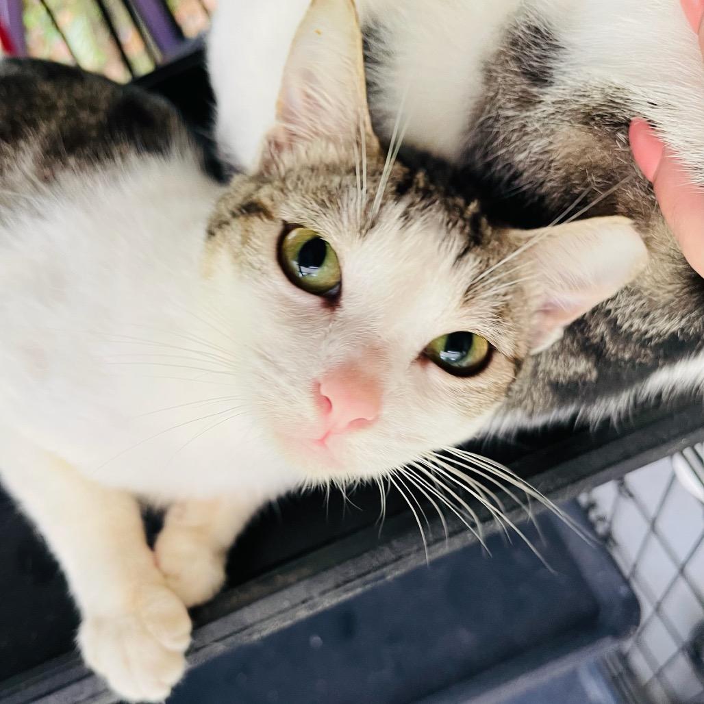 Ernesto, a Adoptable Domestic Short Hair in Pahoa, HI image 4/6