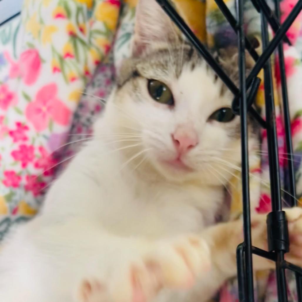 Enlarge Ernesto, a Adoptable Domestic Short Hair in Pahoa, HI image 3/5
