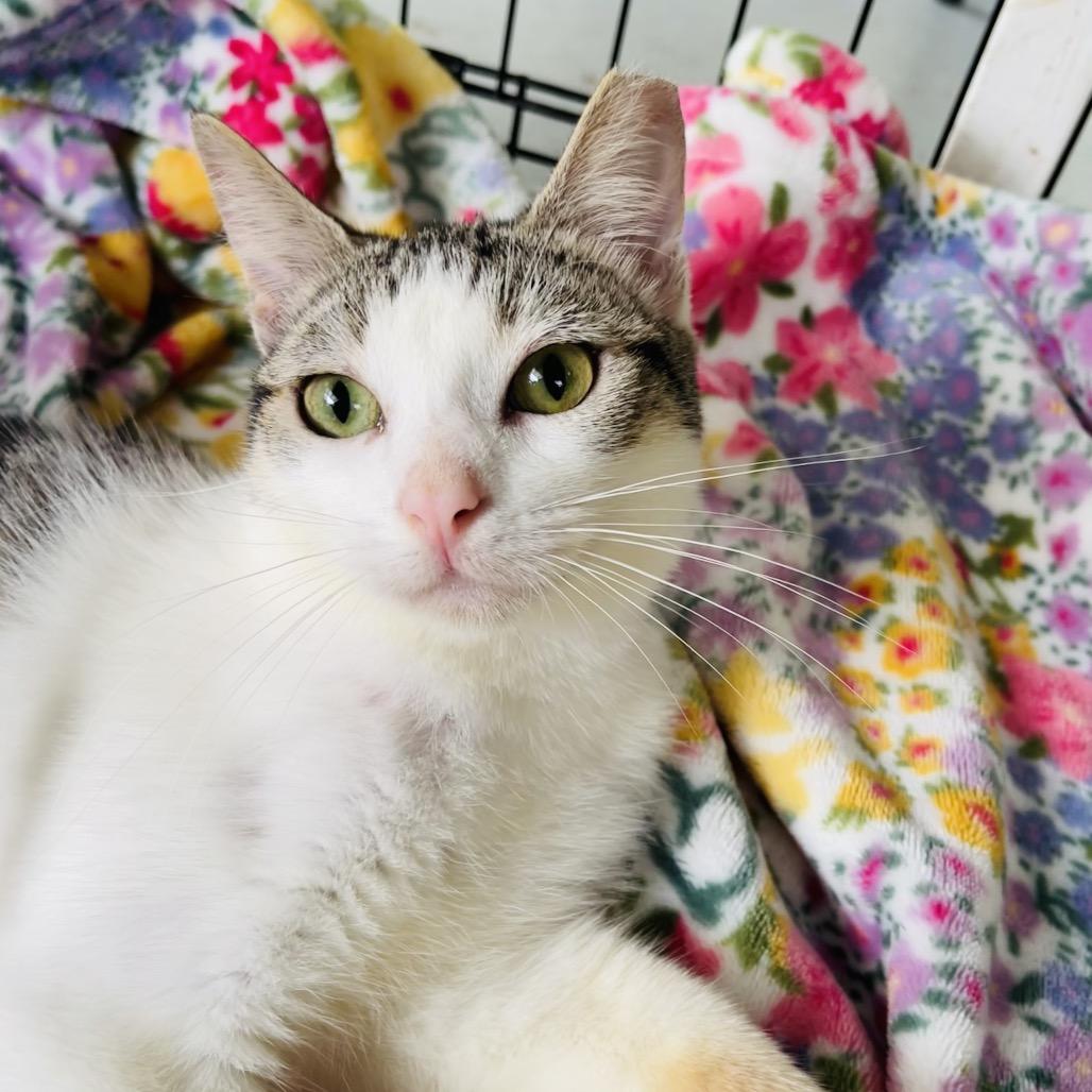 Enlarge Ernesto, a Adoptable Domestic Short Hair in Pahoa, HI image 4/5