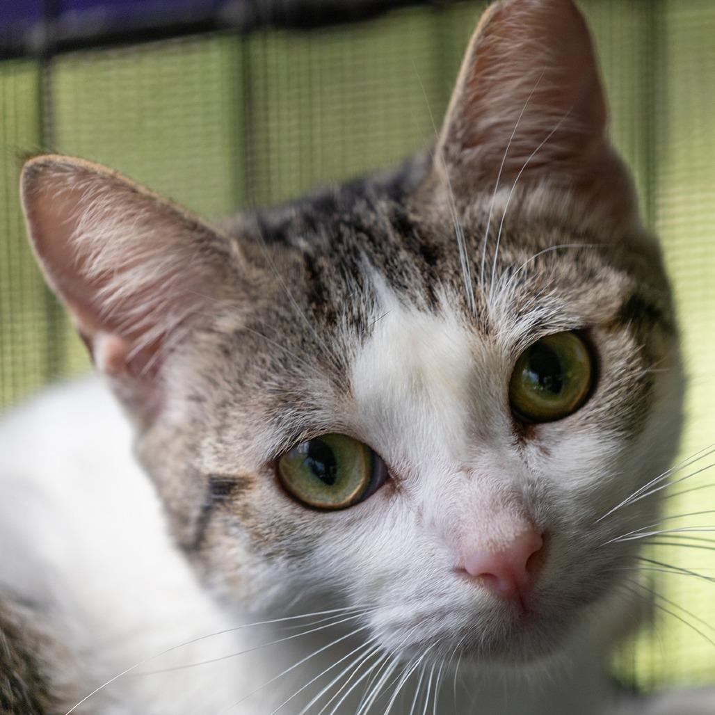 Ernesto, a Adoptable Domestic Short Hair in Pahoa, HI image 5/6