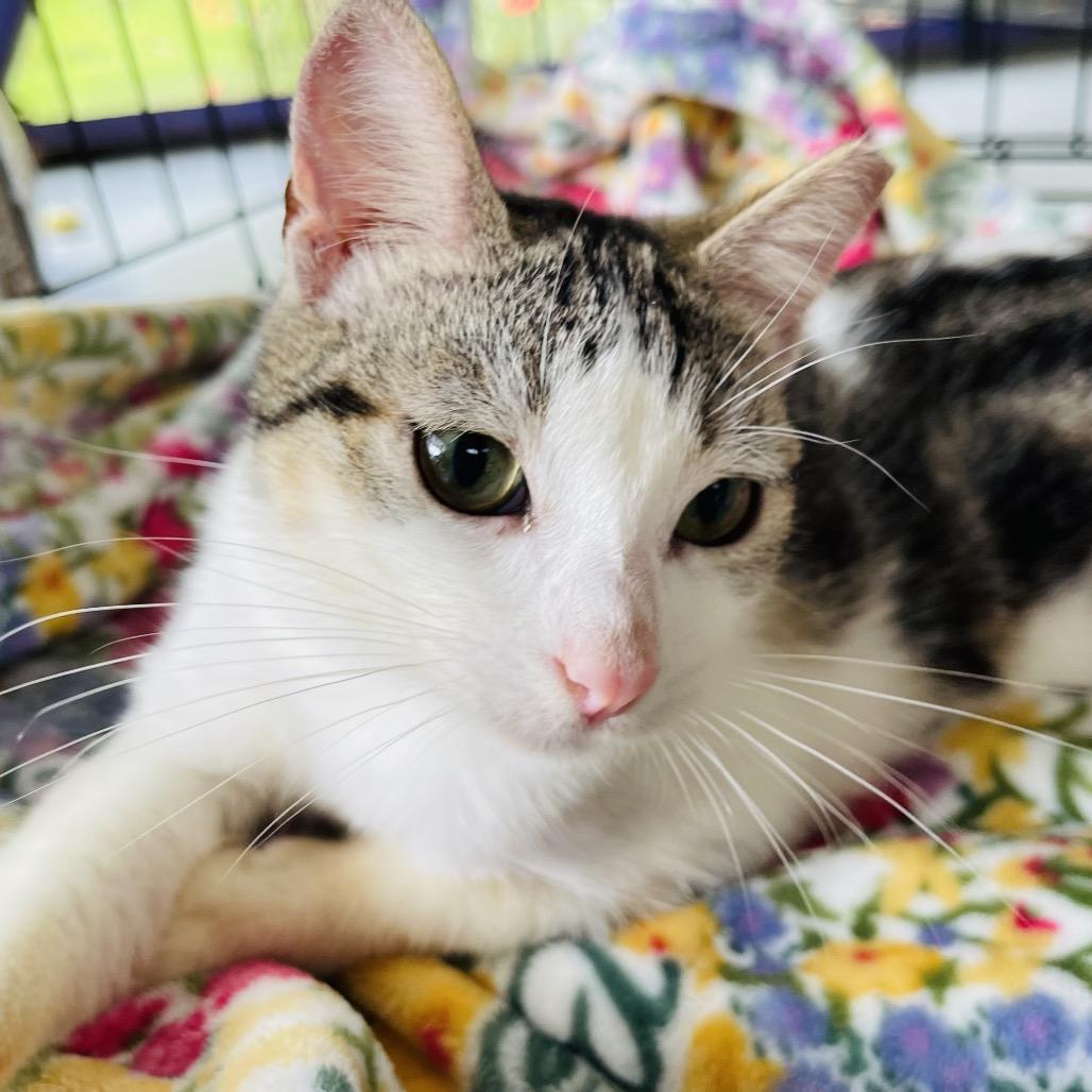 Enlarge Ernesto, a Adoptable Domestic Short Hair in Pahoa, HI image 5/5