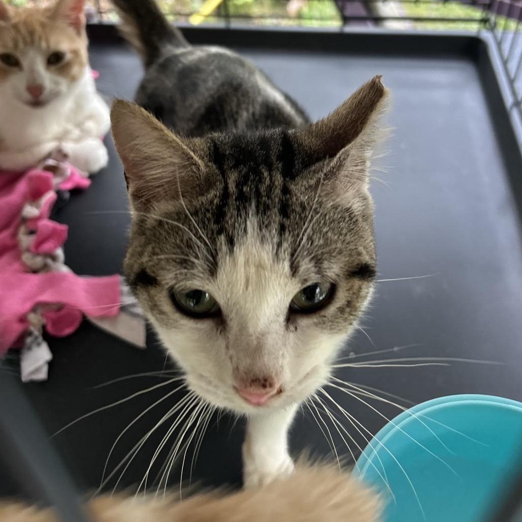 Newbie Z4, Adoptable, Young Male Domestic Short Hair.