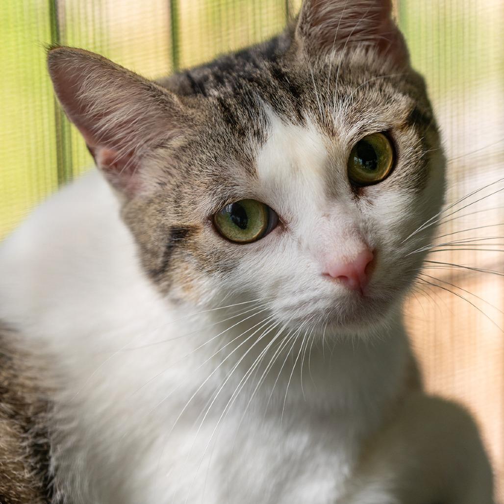 Ernesto, a Adoptable Domestic Short Hair in Pahoa, HI image 6/6