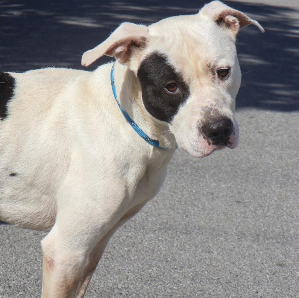 Enlarge Odie, a Adoptable mixed breed in Hollister, MO image 2/3