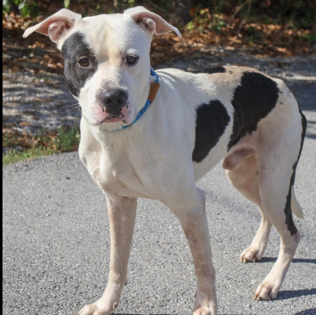 Odie, Adoptable, Young Male Pit Bull Terrier & Boxer.