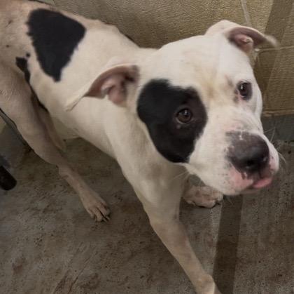 Enlarge Odie, a Adoptable mixed breed in Hollister, MO image 3/3