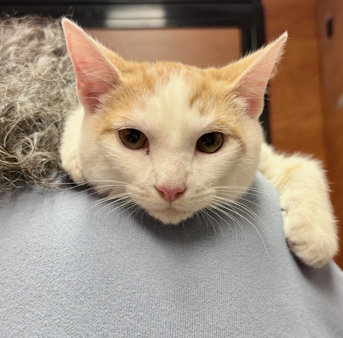 Smith, ADOPTABLE, Young Male Domestic Short Hair.