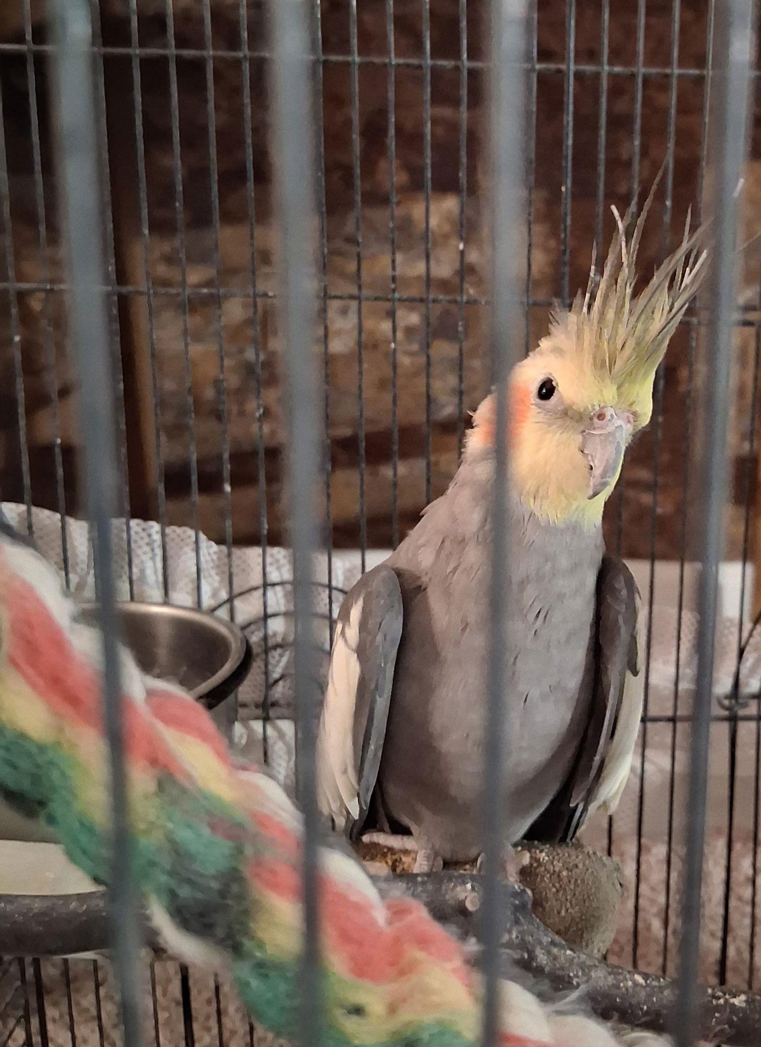 Levi, Adopted, Adult Male Cockatiel.