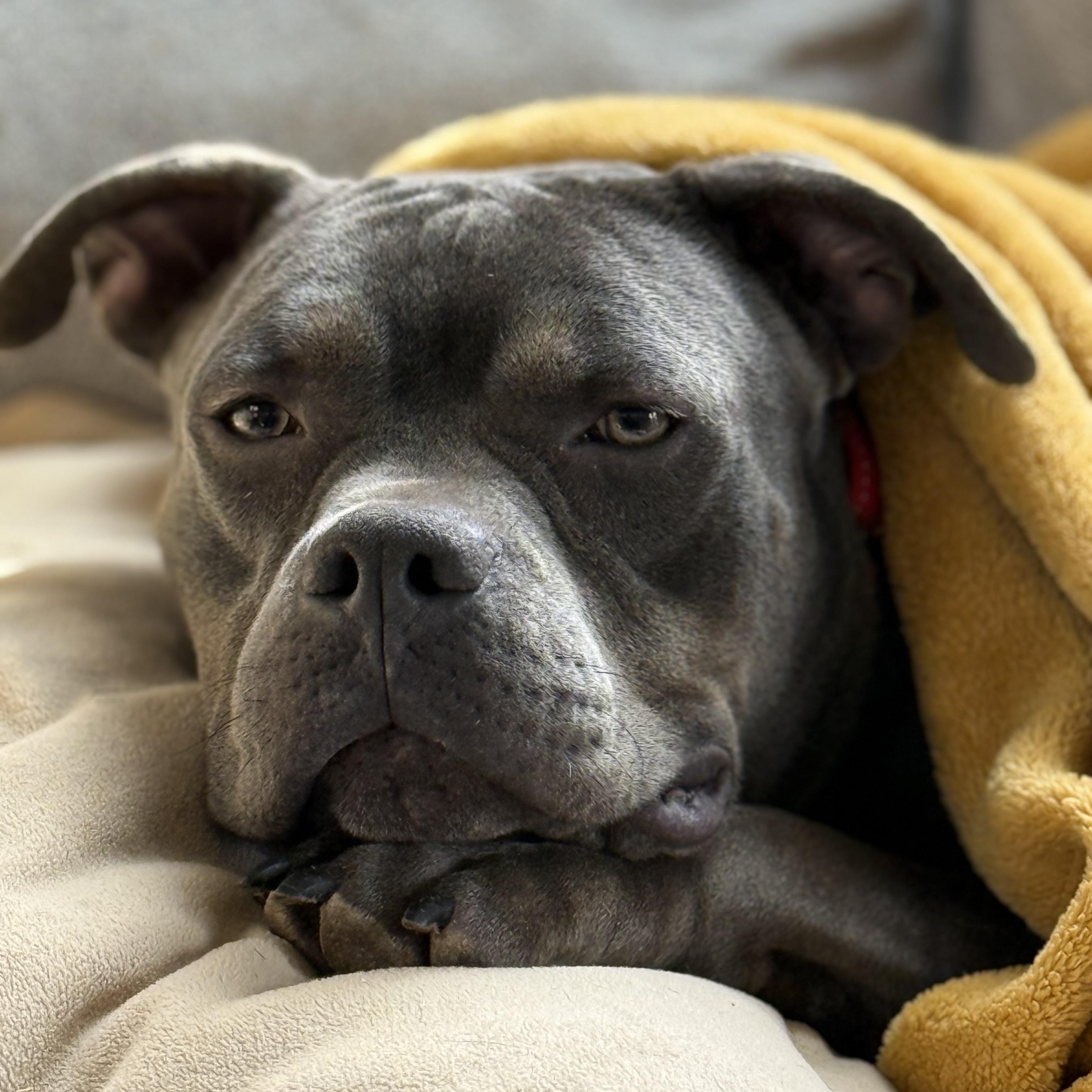 Enlarge Rudy, a ADOPTABLE American Bully in Knoxville, TN image 2/6