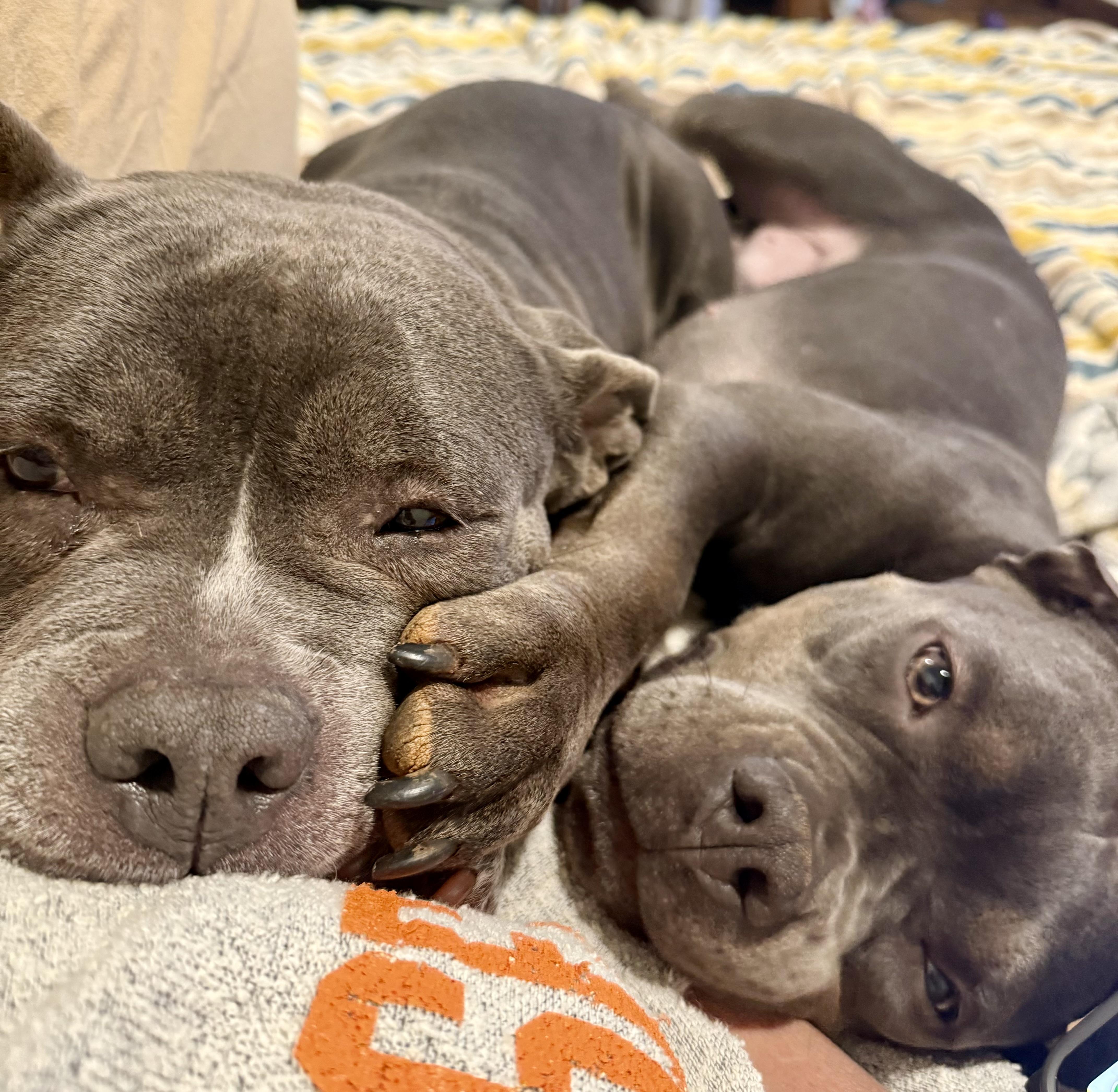 Enlarge Rudy, a ADOPTABLE American Bully in Knoxville, TN image 6/6