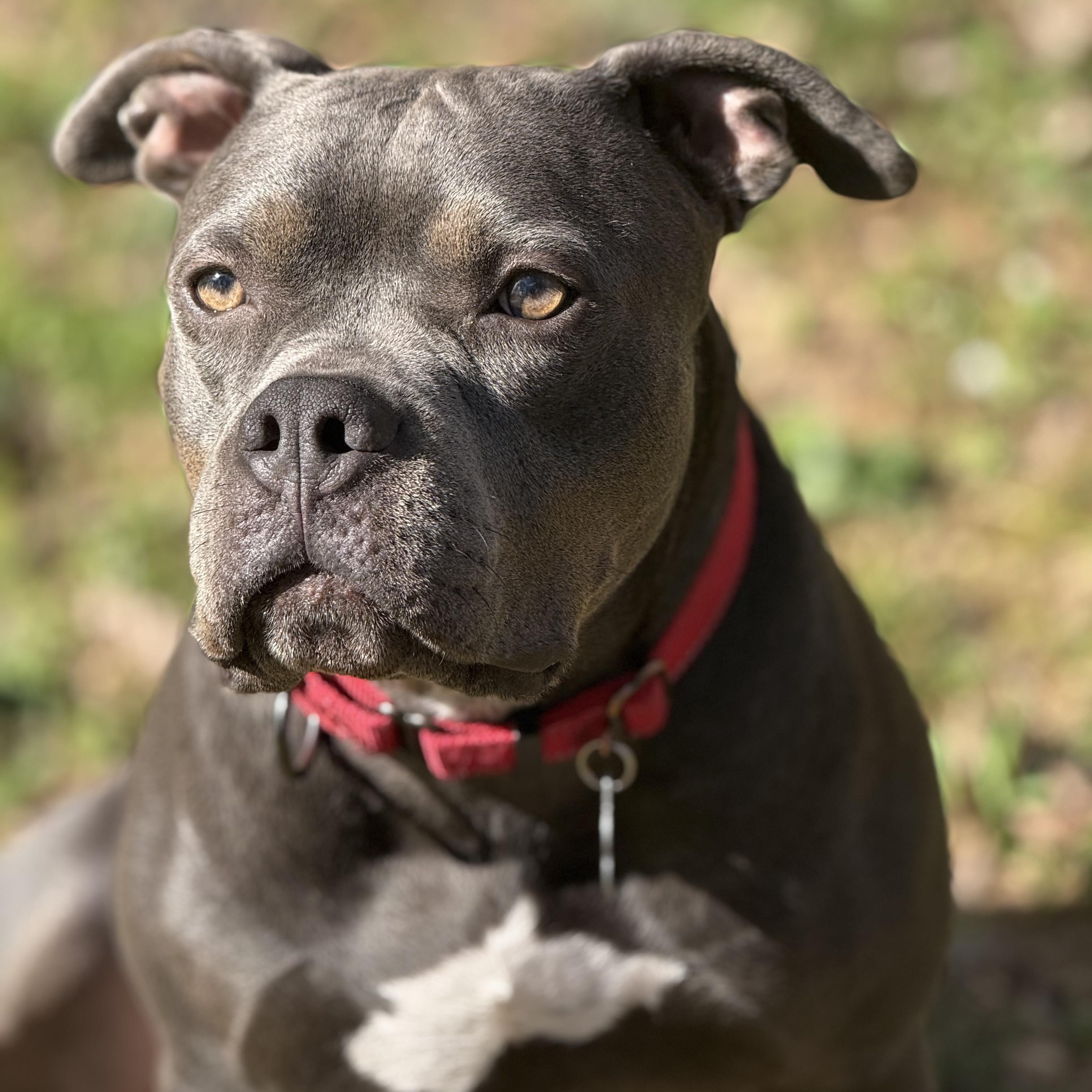 Rudy, ADOPTABLE, Adult Male American Bully.