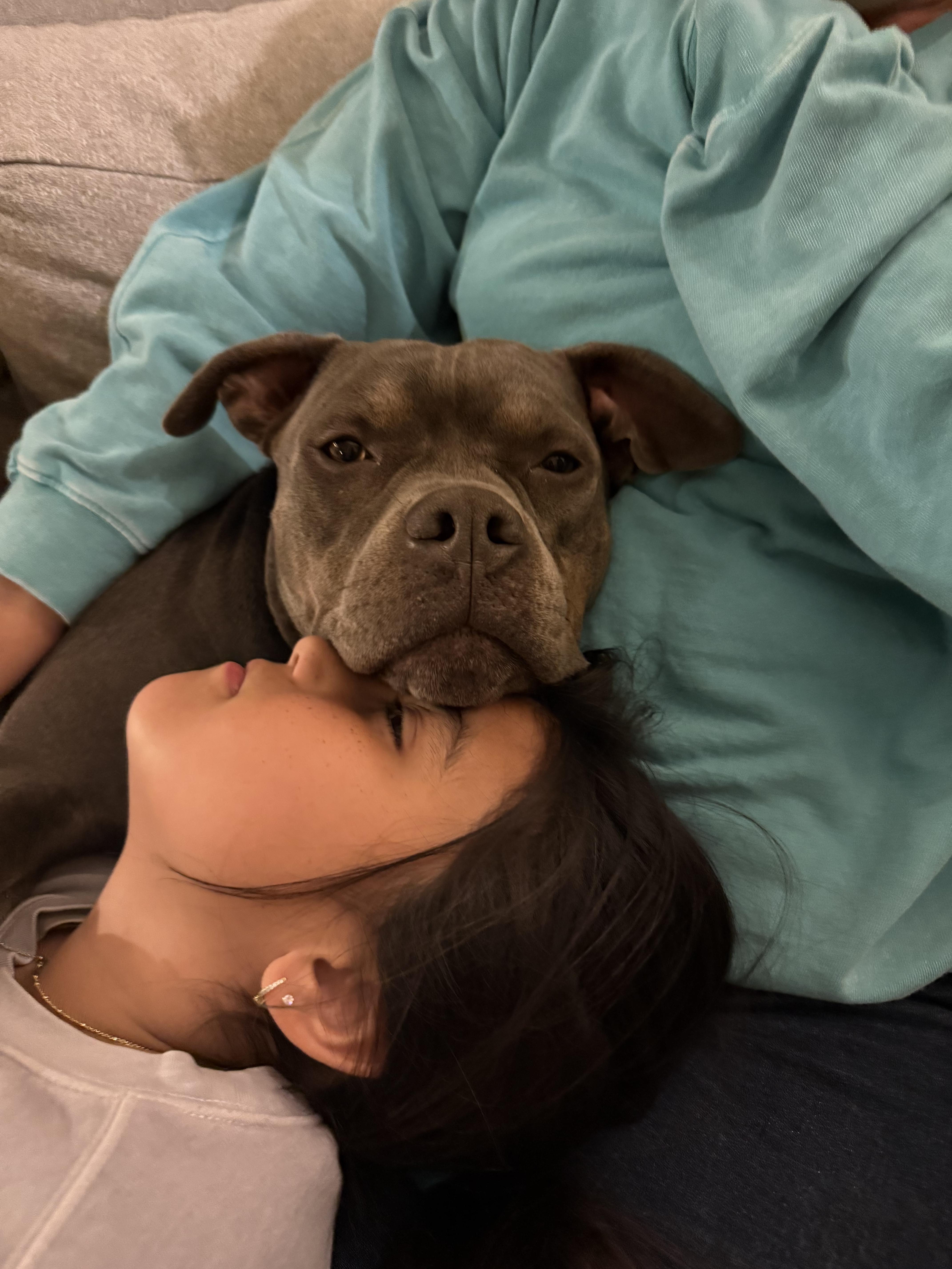 Rudy, ADOPTABLE, Adult Male American Bully.