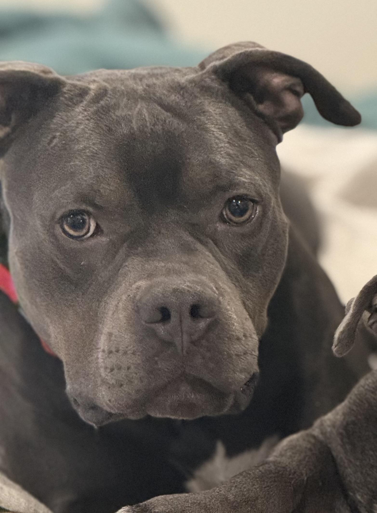 Enlarge Rudy, a ADOPTABLE American Bully in Knoxville, TN image 3/6