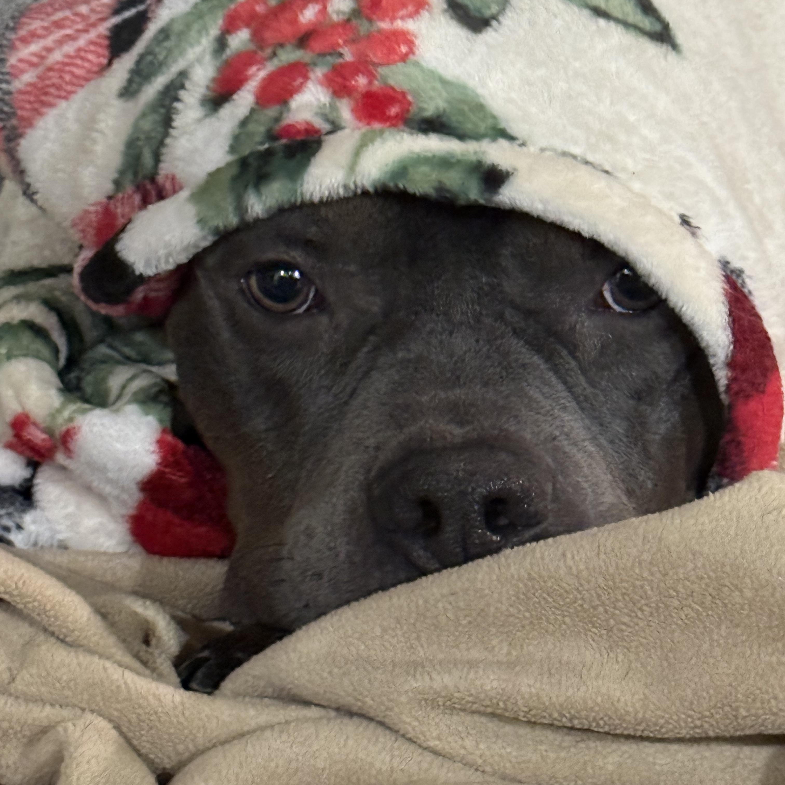 Enlarge Rudy, a ADOPTABLE American Bully in Knoxville, TN image 5/6