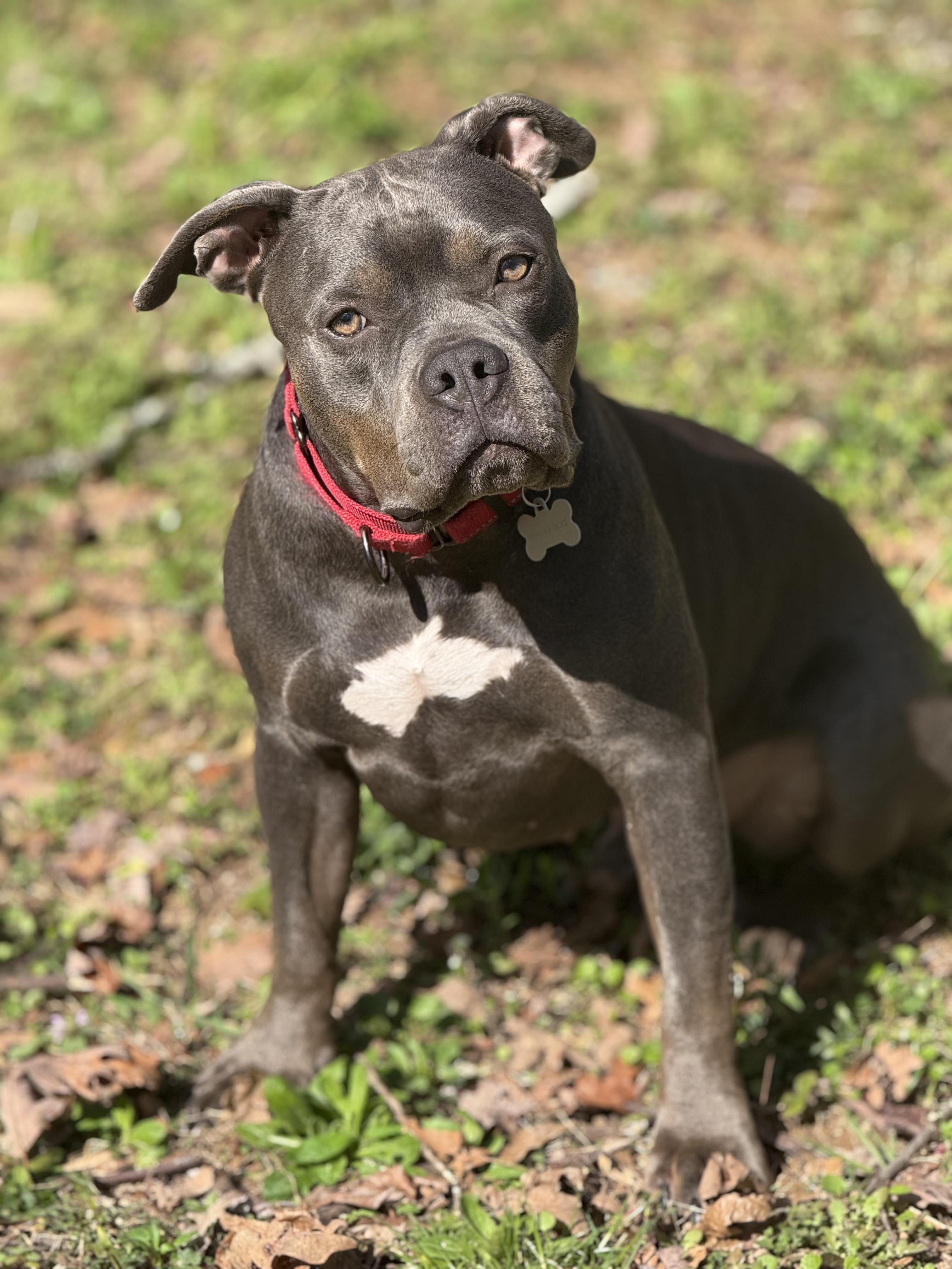 Enlarge Rudy, a ADOPTABLE American Bully in Knoxville, TN image 3/6