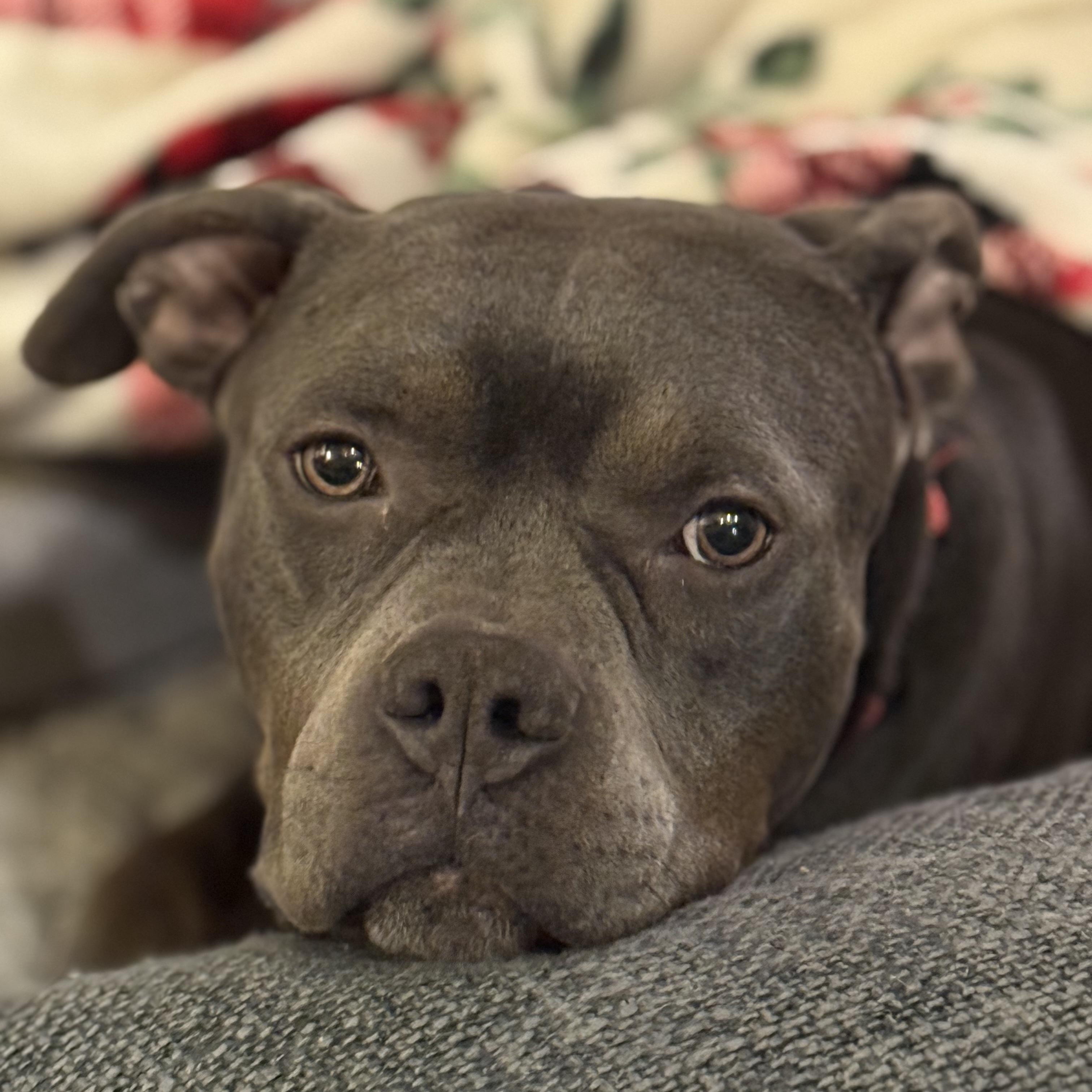 Rudy, ADOPTABLE, Adult Male American Bully.