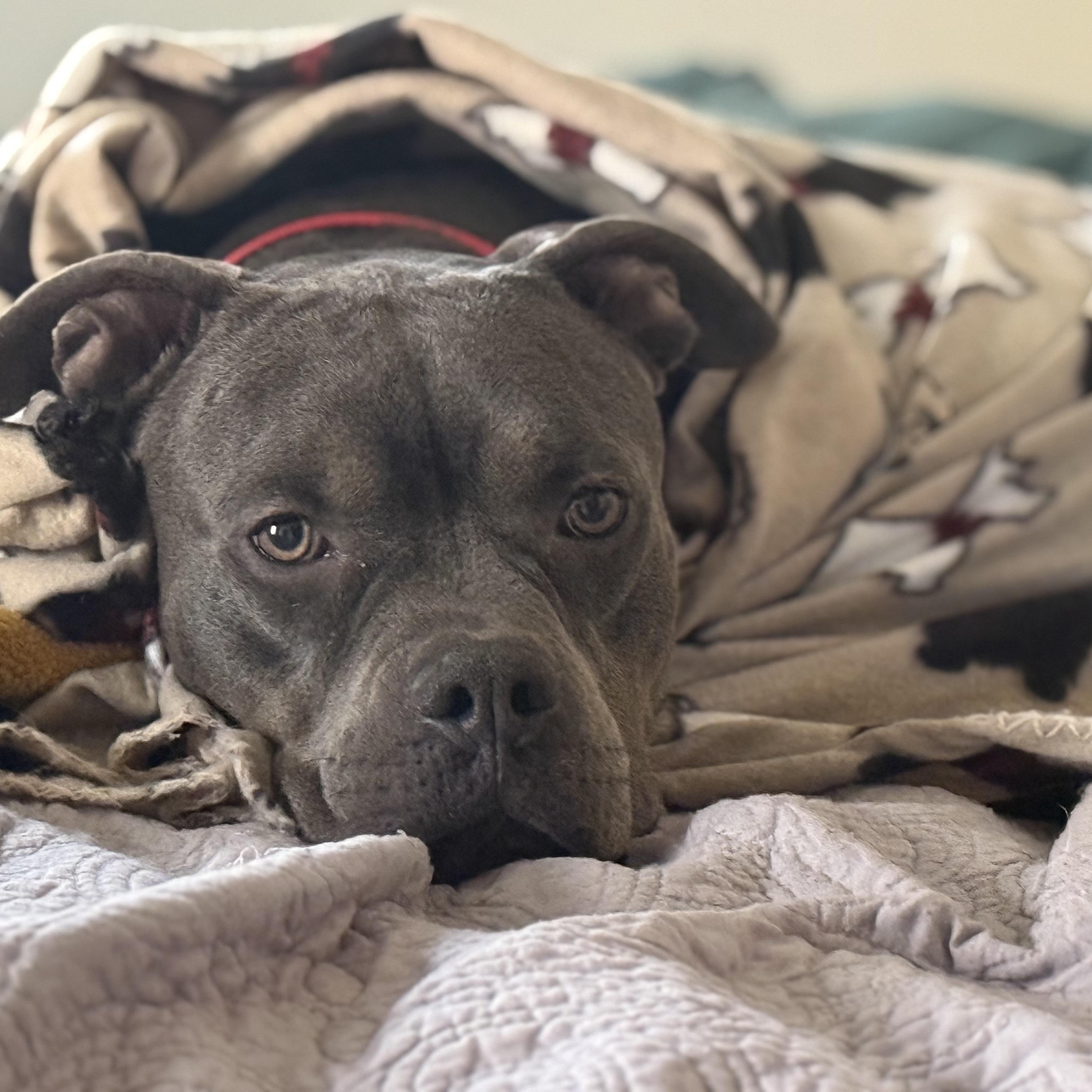 Enlarge Rudy, a ADOPTABLE American Bully in Knoxville, TN image 6/6