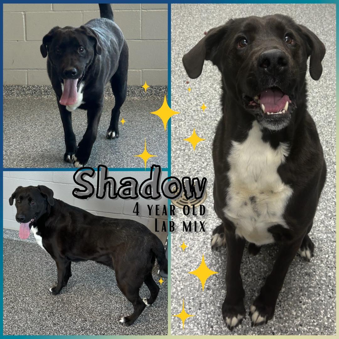 Shadow, adopted, Adult Male Labrador Retriever.