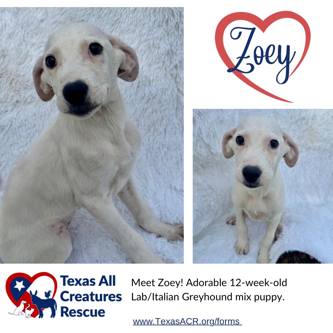 Enlarge Zoey, a Adoptable mixed breed in Alvarado, TX image 1/1