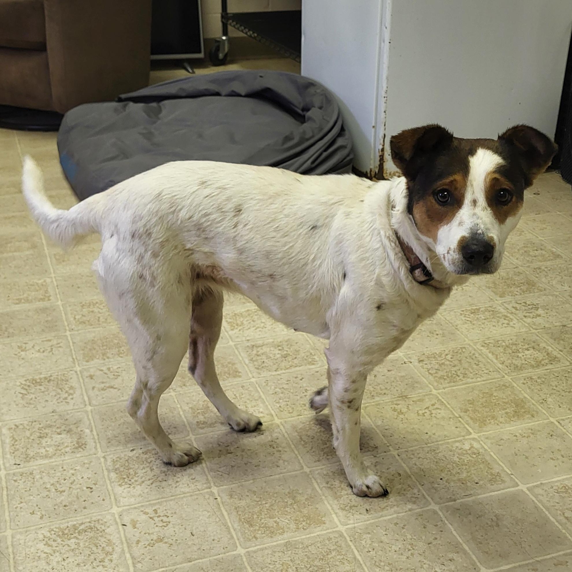 Ruby, a ADOPTABLE mixed breed in Rockdale, TX image 3/3