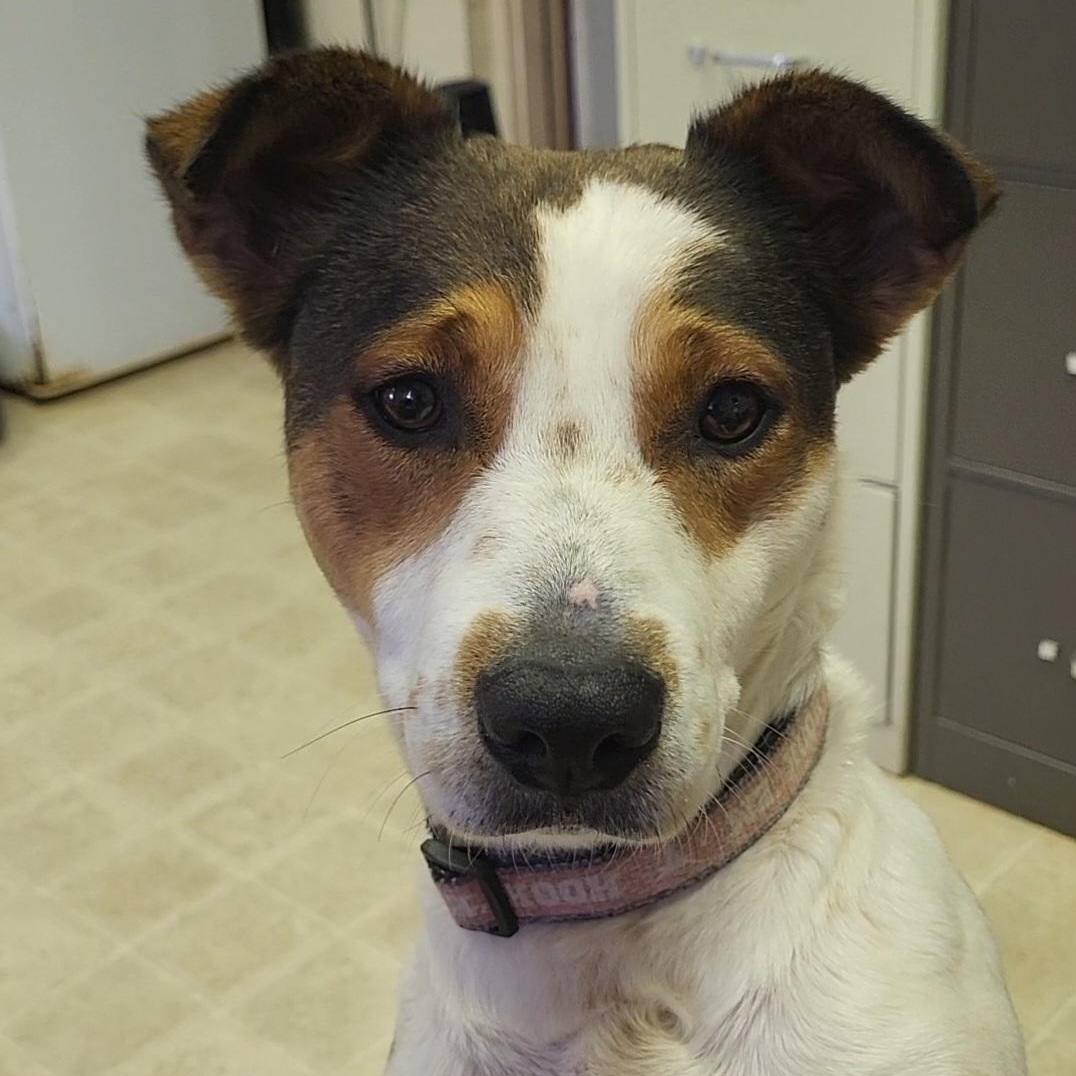 Ruby, a ADOPTABLE mixed breed in Rockdale, TX image 2/3