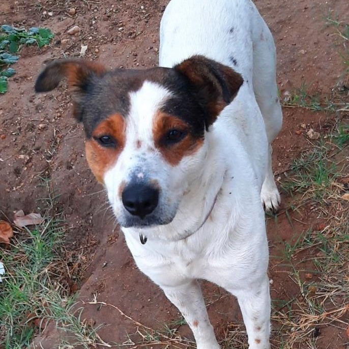 Ruby, a ADOPTABLE mixed breed in Rockdale, TX image 1/3