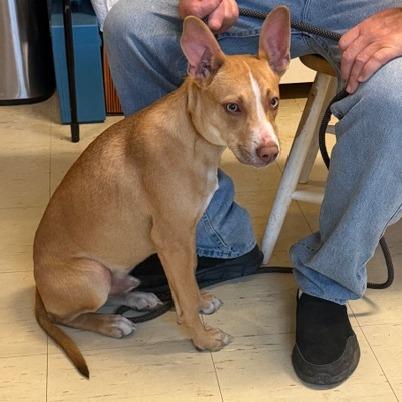 Kangaroo Jack, Adoptable, Young Male Shepherd.