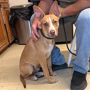 Kangaroo Jack — thumbnail 2