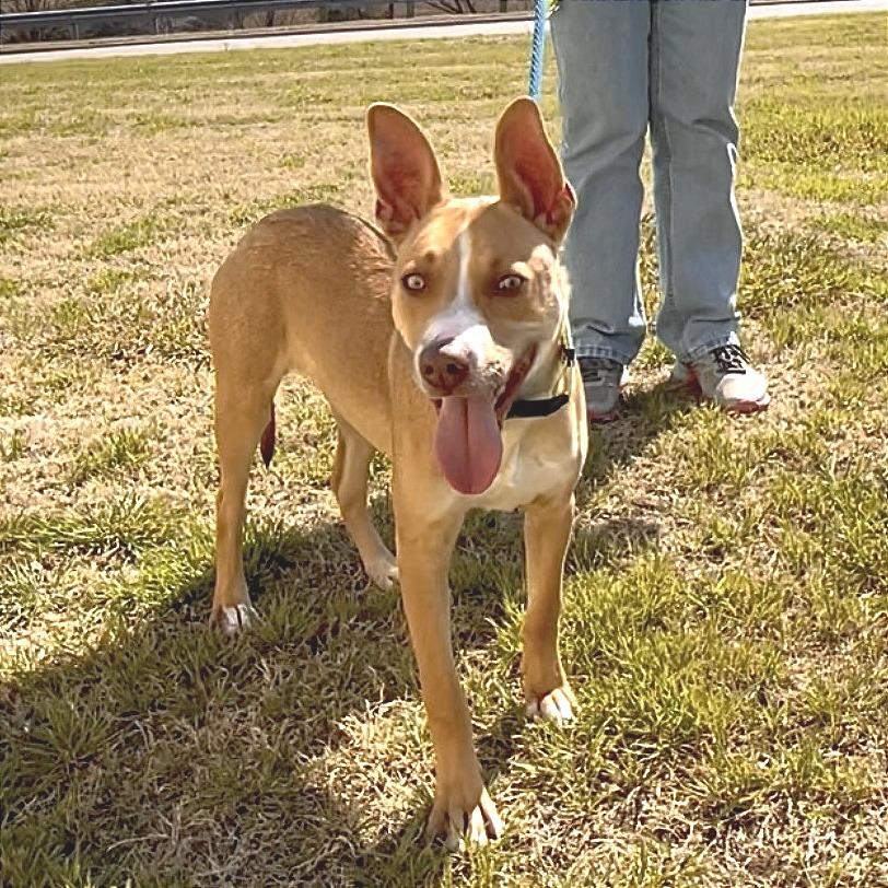 Kangaroo Jack — thumbnail 3