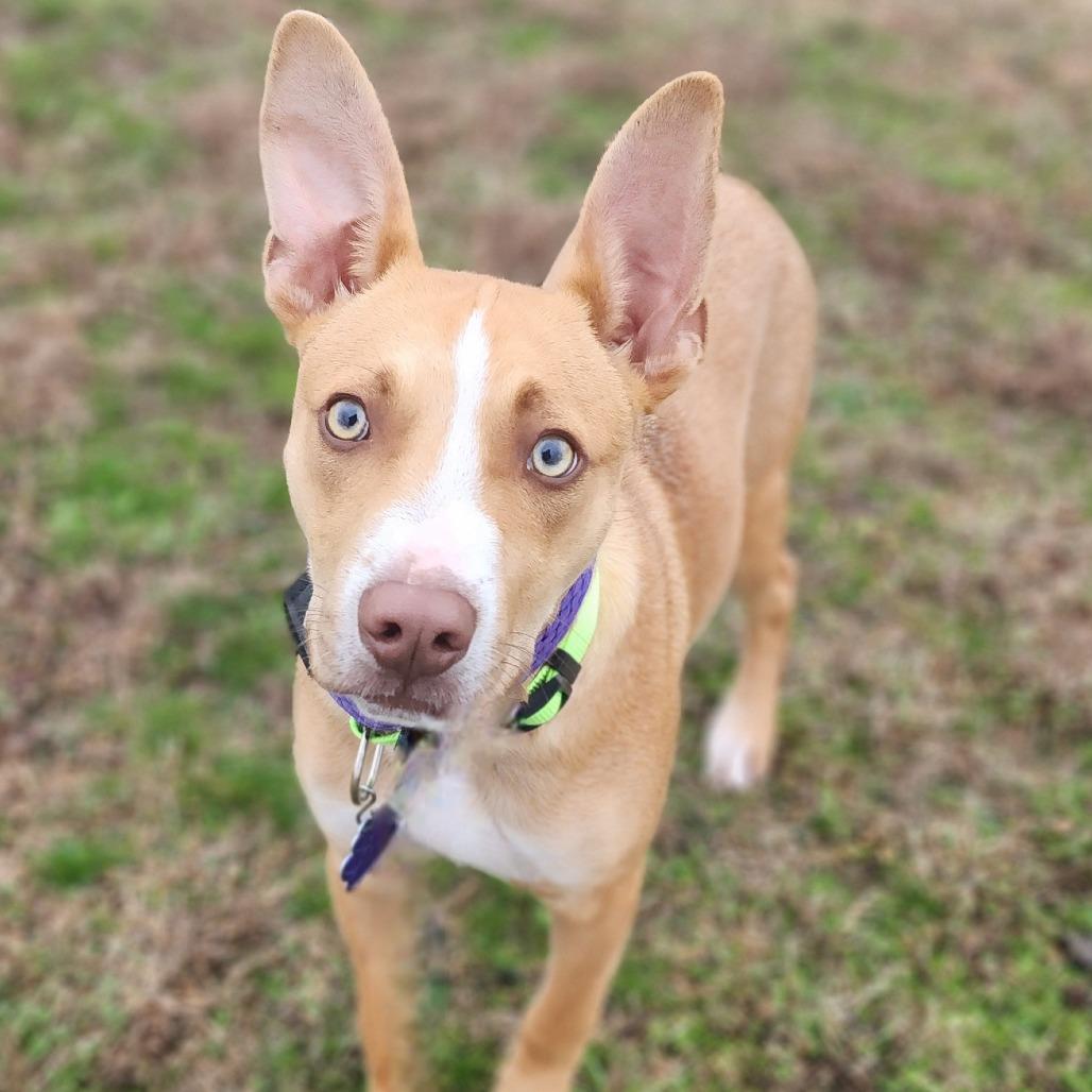 Kangaroo Jack — thumbnail 5