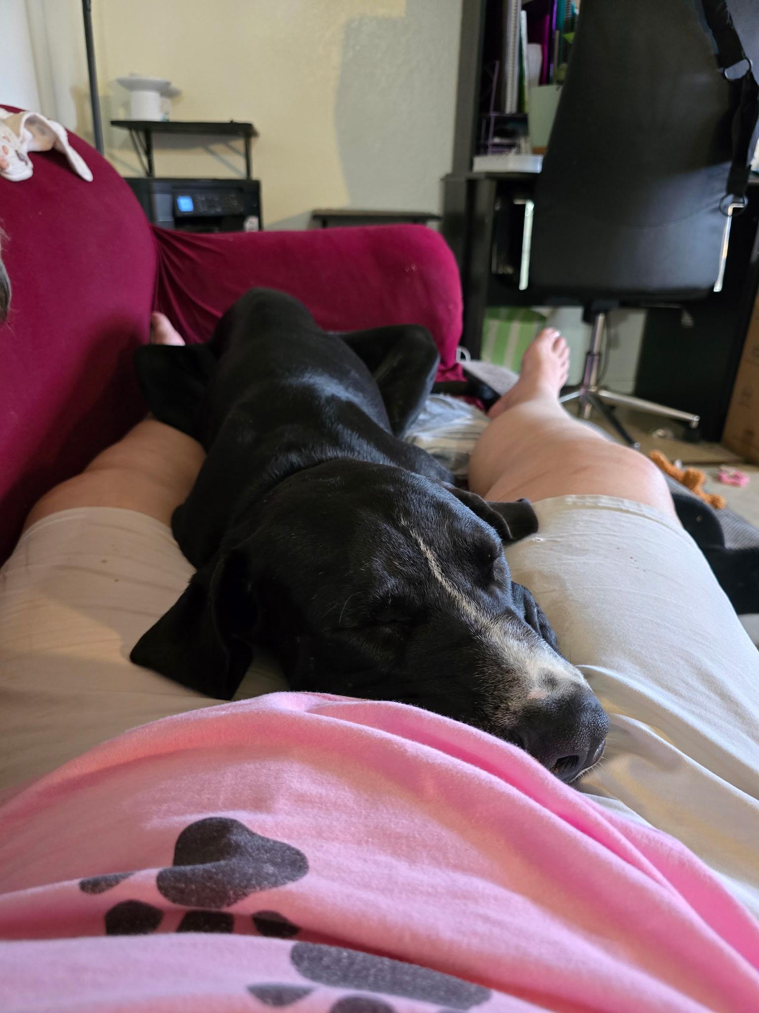 Enlarge Murphy, a Adopted Great Dane in Tucson, AZ image 6/6