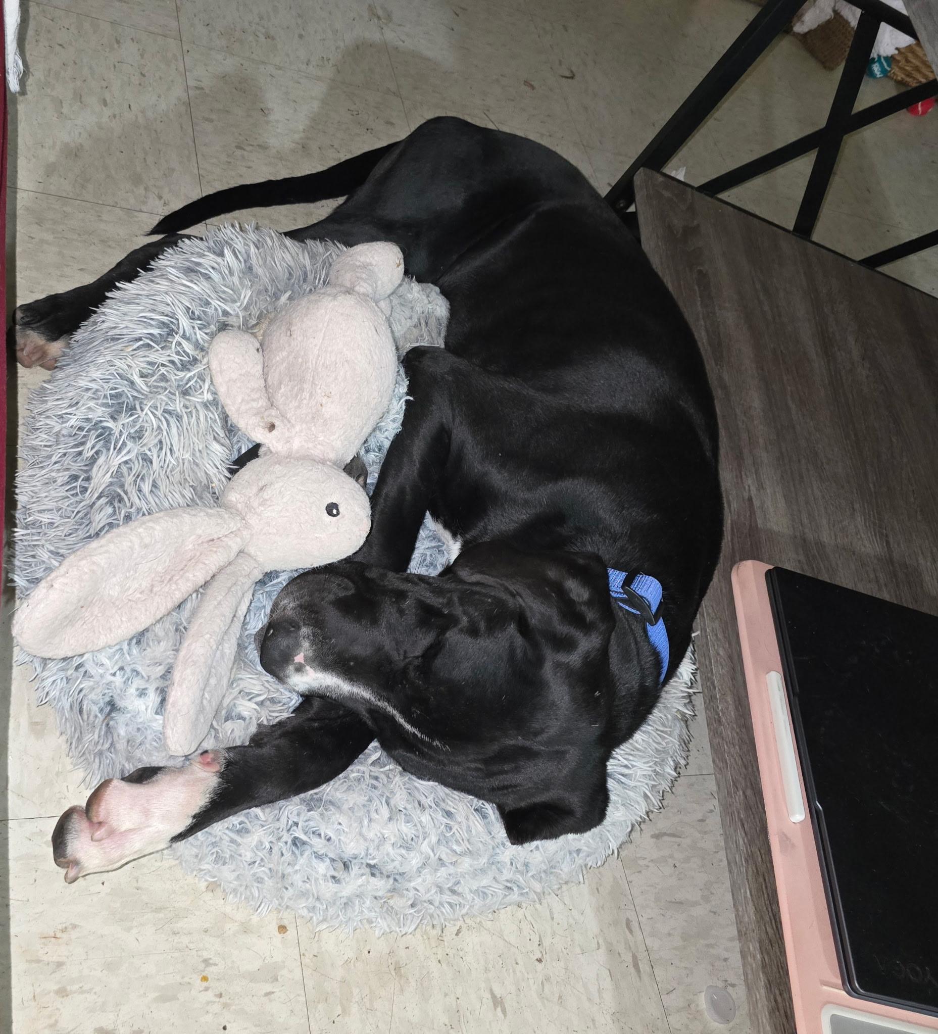 Enlarge Murphy, a Adopted Great Dane in Tucson, AZ image 4/6