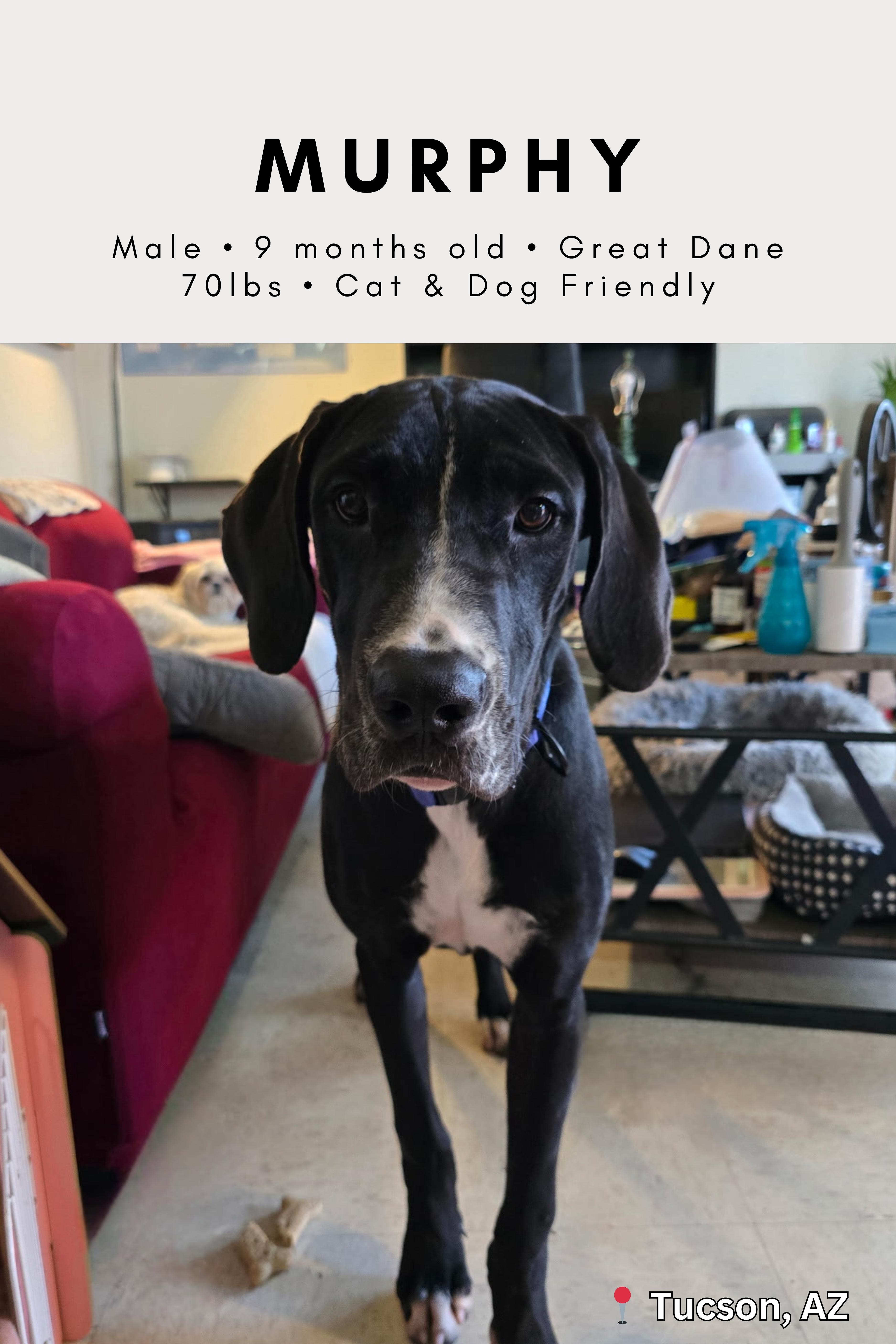 Murphy, Adopted, Adult Male Great Dane.