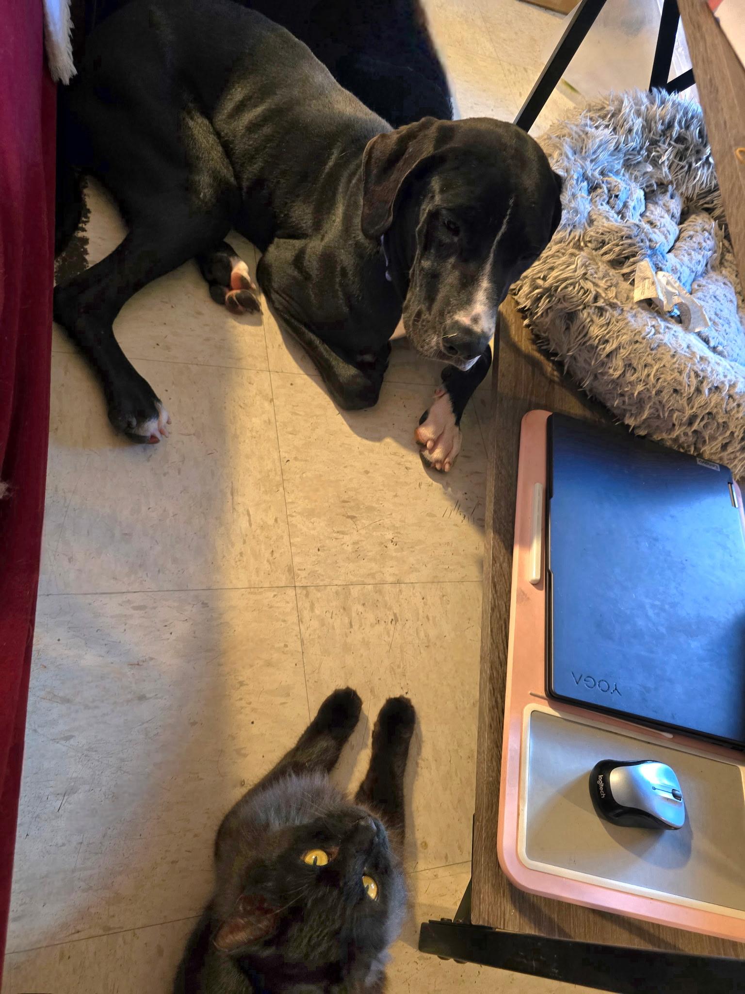 Enlarge Murphy, a Adopted Great Dane in Tucson, AZ image 3/6