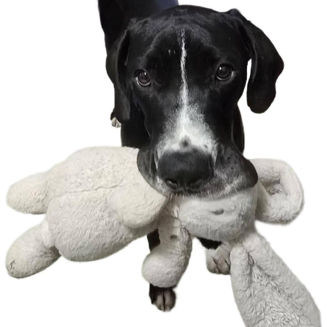 Enlarge Murphy, a Adopted Great Dane in Tucson, AZ image 2/6