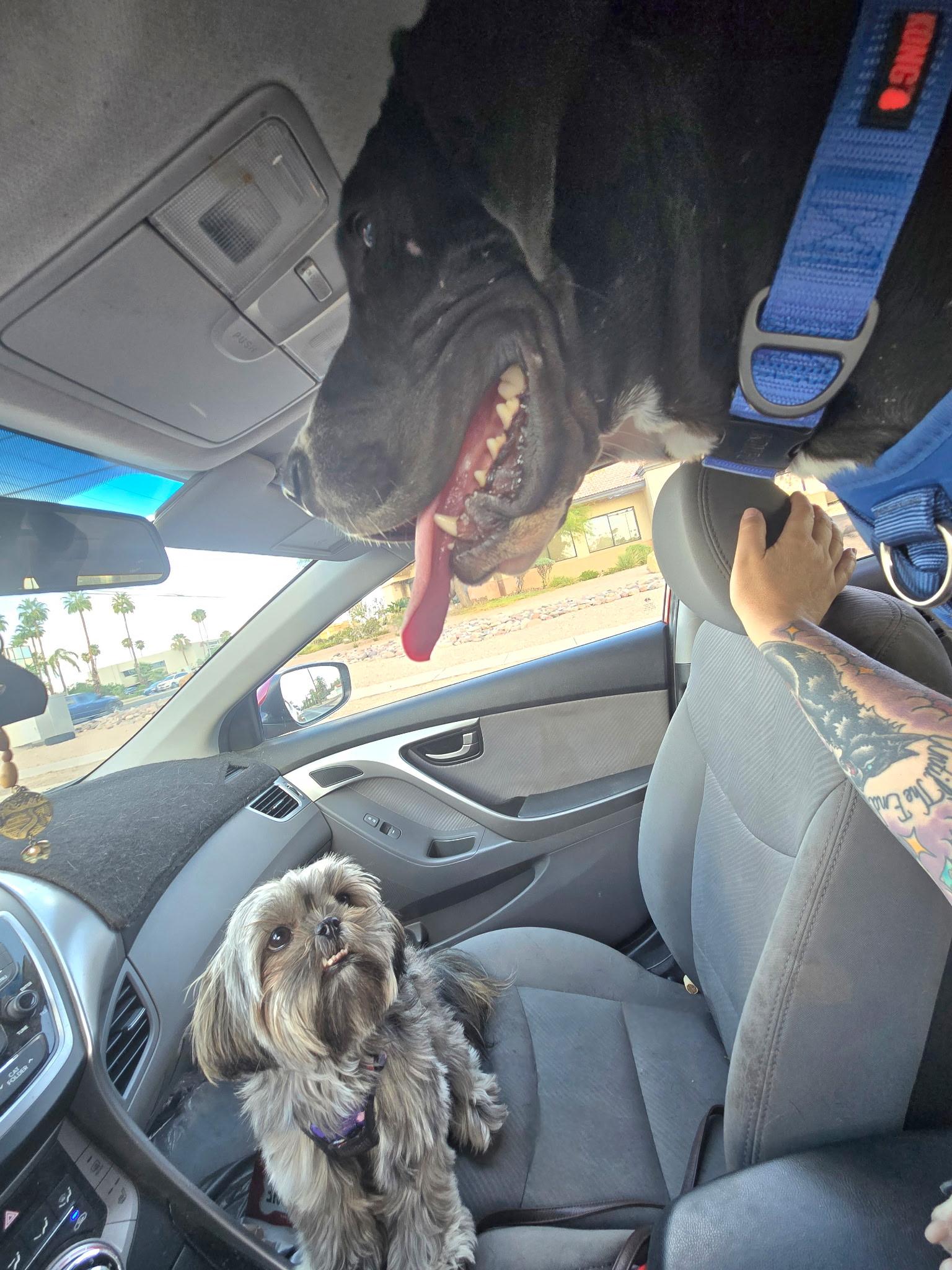 Enlarge Murphy, a Adopted Great Dane in Tucson, AZ image 5/6