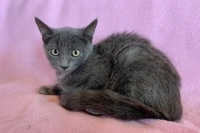 Gracie, Baby Female unknown