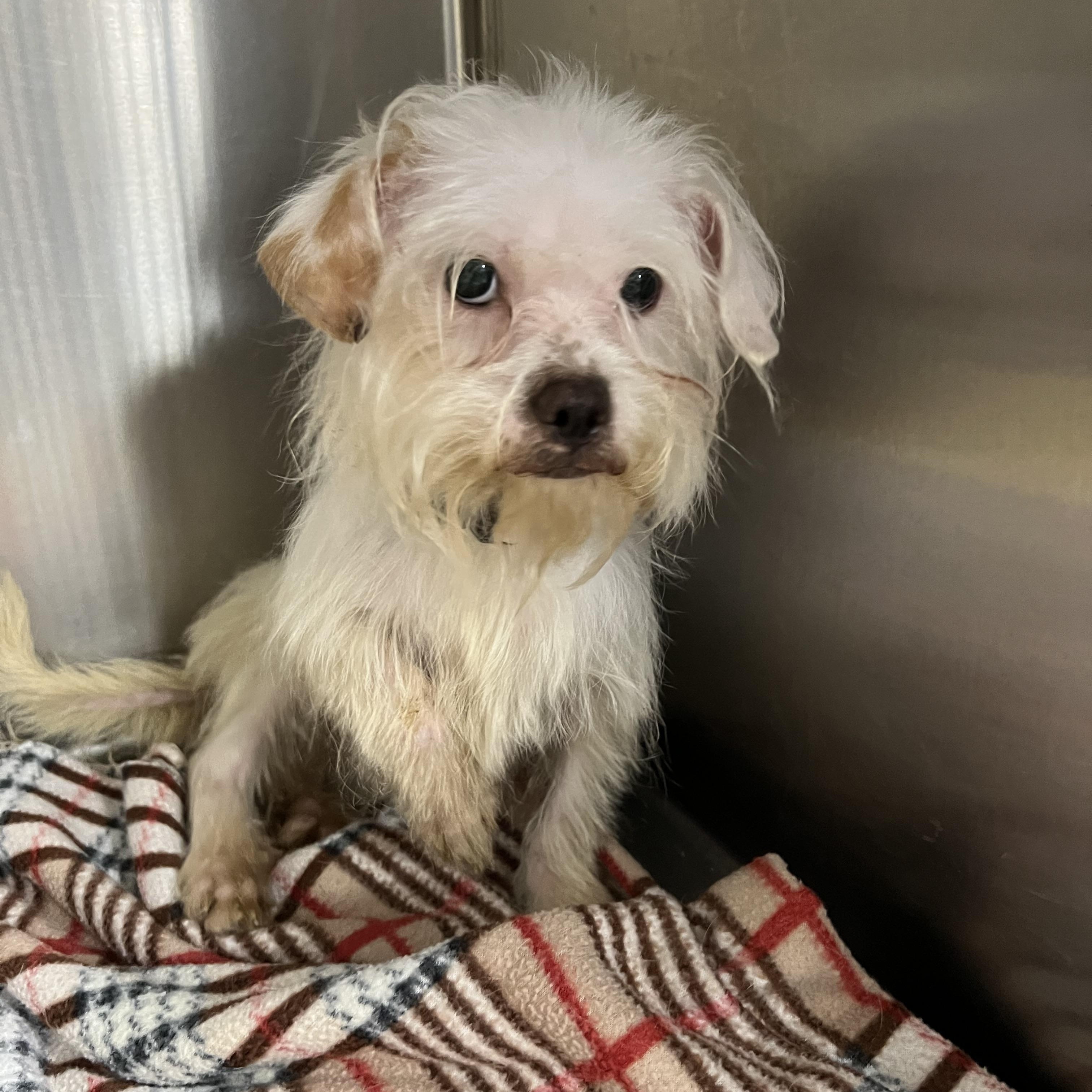 Ernie, adopted, Adult Male Maltese.