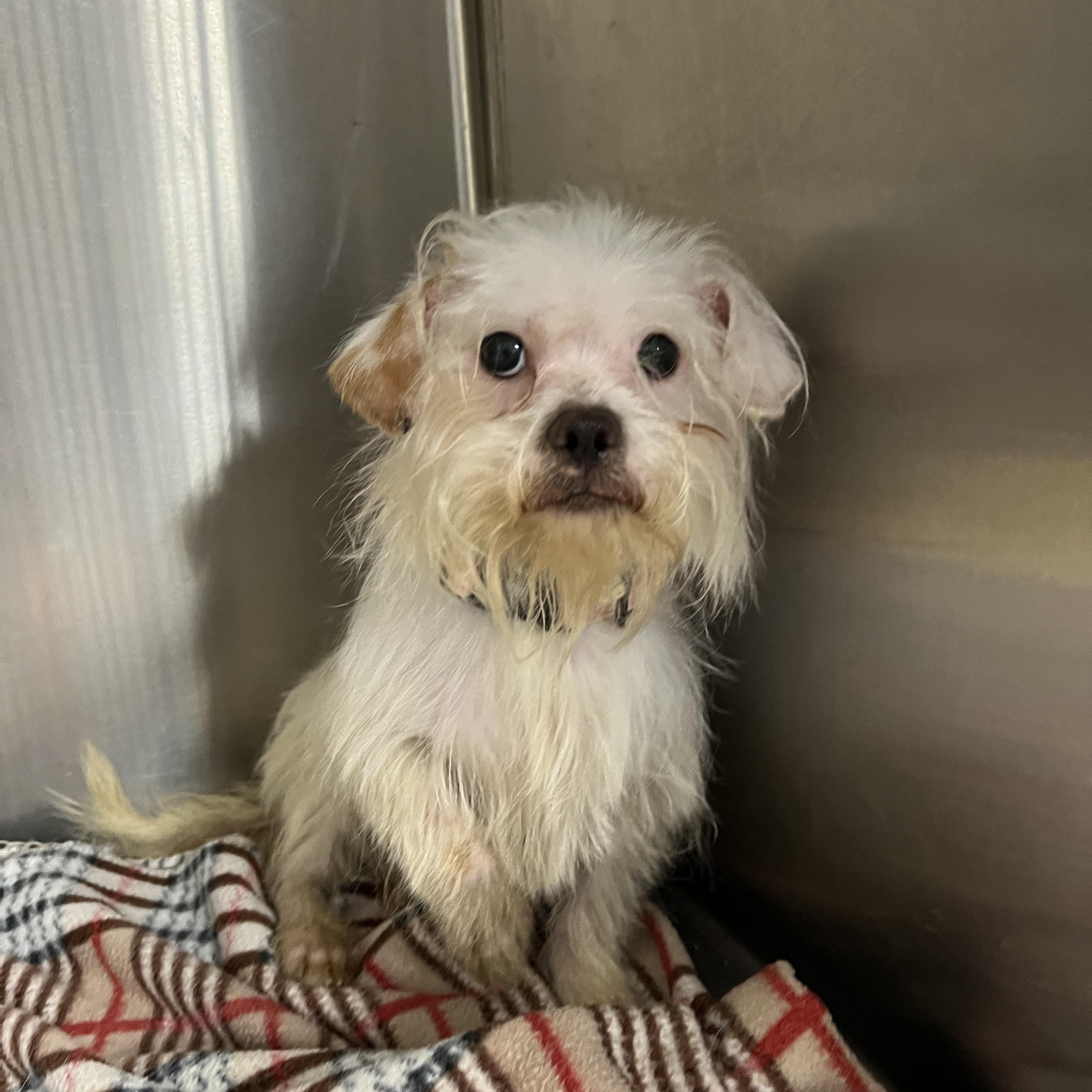 Enlarge Ernie, an adopted mixed breed in Griffith, IN image 2/2