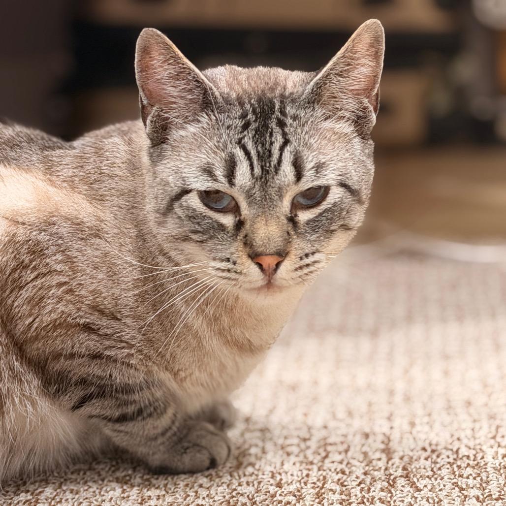 Luigi, a Adoptable Domestic Short Hair in Los Angeles, CA image 1/3